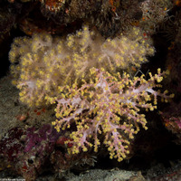 Dendronephthya sp.1 (Dendronephthya)