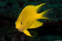 Amblyglyphidodon aureus (Golden Damsel)