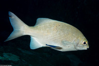 Kyphosus cinerascens (Topsail Chub)