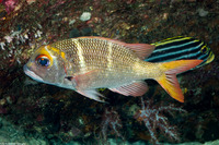 Monotaxis heterodon (Redfin Bream)