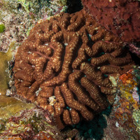 Lobophyllia radians (Lobophyllia Radians)
