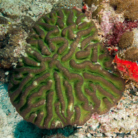 Lobophyllia radians (Lobophyllia Radians)