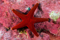 Fromia milleporella (Thousand-Pores Sea Star)