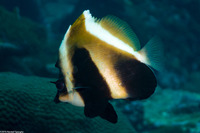 Heniochus pleurotaenia (Phantom Butterflyfish)