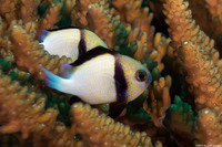 Dascyllus carneus (Indian Dascyllus)