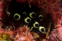 Clavelina robusta (Robust Clavelina)