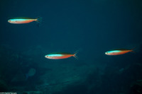 Pterocaesio tile (Bluestreak Fusilier)