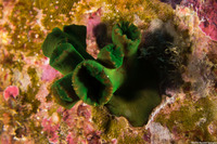Tubastraea micranthus (Black Sun Coral)