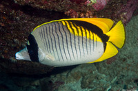 Chaetodon lineolatus (Lined Butterflyfish)