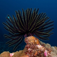 Capillaster sentosus (Thorny Feather Star)