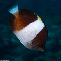 Hemitaurichthys zoster (Black Pyramid Butterflyfish)