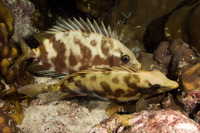 Siganus puelloides (Blackeye Rabbitfish)