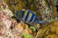 Abudefduf vaigiensis (Indo-Pacific Sergeant)