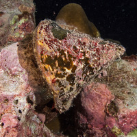 Rochia nilotica (Commercial Top Snail)