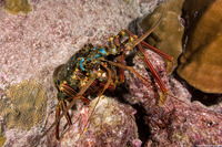 Panulirus penicillatus (Pronghorn Spiny Lobster)