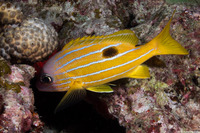 Lutjanus quinquelineatus (Five-Lined Snapper)
