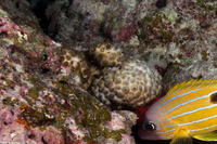 Palythoa tuberculosa (Sea Mat Zoanthid)