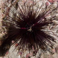 Echinothrix calamaris (Double-Spined Urchin)