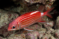 Sargocentron diadema (Crown Squirrelfish)