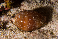Lyncina vitellus (Pacific Deer Cowry)