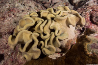 Sarcophyton trocheliophorum (Elephant Ear Coral)
