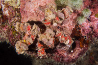 Camposcia retusa (Blunt Decorator Crab)