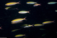 Pterocaesio marri (Twinstripe Fusilier)