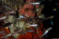 Atherinomorus lacunosus (Robust Silverside)