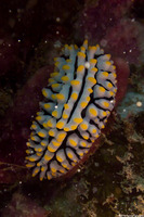 Phyllidia varicosa (Varicose Phyllidia)
