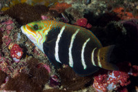 Hemigymnus fasciatus (Barred Thicklip)
