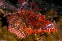 Scorpaenopsis oxycephala (Tasseled Scorpionfish)