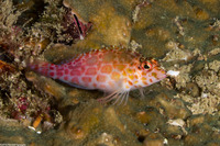 Cirrhitichthys oxycephalus (Pixy Hawkfish)