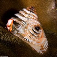 Spirobranchus sp.1 (Christmas Tree Worm)