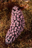 Phyllidiella pustulosa (Pustulose Phyllidia)