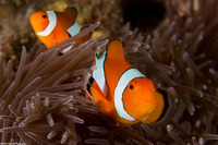 Amphiprion ocellaris (False Clown Anemonefish)