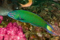 Thalassoma lunare (Crescent Wrasse)