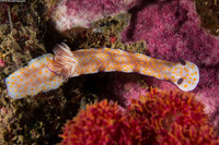 Hypselodoris pulchella (Beautiful Risbecia)