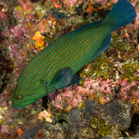 Cephalopholis formosa (Bluelined Grouper)