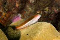 Ecsenius bicolor (Bicolor Coralblenny)