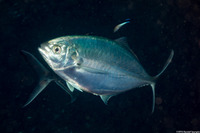 Alepes vari (Herring Scad)