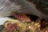 Cirrhitichthys oxycephalus (Pixy Hawkfish)