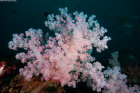 Dendronephthya sp.1 (Dendronephthya)