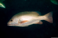 Lutjanus argentimaculatus (Mangrove Snapper)