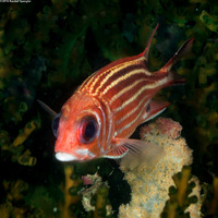 Sargocentron cornutum (Threespot Squirrelfish)
