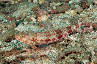 Synodus variegatus (Reef Lizardfish)