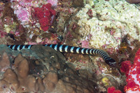 Laticauda colubrina (Banded Sea Krait)
