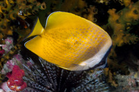 Chaetodon kleinii (Blacklip Butterflyfish)