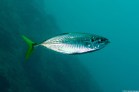 Atule mate (Yellowtail Scad)