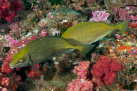 Siganus sutor (African Whitespotted Rabbitfish)