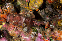 Scorpaenopsis oxycephala (Tasseled Scorpionfish)